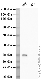 Western blot - HRP Anti-Caspase-7 antibody [E22] (AB206039)