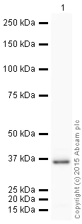 Western blot - HRP Anti-Caspase-7 antibody [E22] (AB206039)