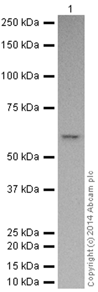 Western blot - HRP Anti-Caspase-8 antibody [E7] (AB194145), expandable thumbnail