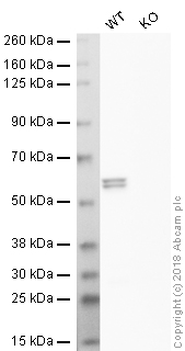 Western blot - HRP Anti-Caspase-8 antibody [E7] (AB194145), expandable thumbnail