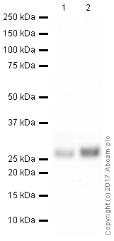 Western blot - HRP Anti-Cathepsin L + V antibody [33/2] (AB197278)