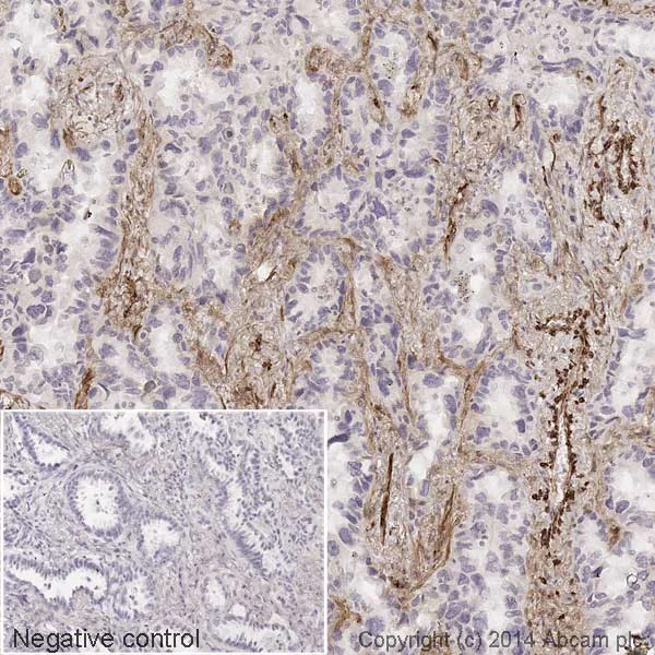 Immunohistochemistry (Formalin/PFA-fixed paraffin-embedded sections) - HRP Anti-Caveolin-1 antibody [E249] - Caveolae Marker (AB193893)
