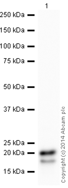 Western blot - HRP Anti-Caveolin-1 antibody [E249] - Caveolae Marker (AB193893), expandable thumbnail