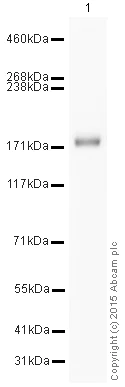 Western blot - HRP Anti-CD11b antibody [EPR1344] (AB204472)