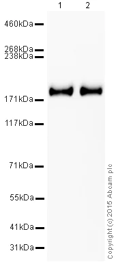 Western blot - HRP Anti-CD11b antibody [EPR1344] (AB204472)