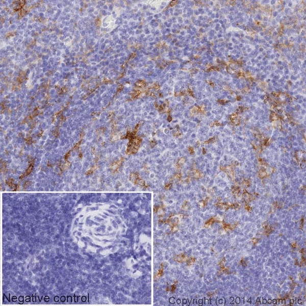 Immunohistochemistry (Formalin/PFA-fixed paraffin-embedded sections) - HRP Anti-CD11c antibody [EP1347Y] (AB195534)