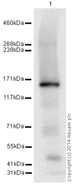 Western blot - HRP Anti-CD11c antibody [EP1347Y] (AB195534), expandable thumbnail