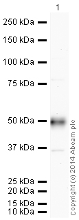 Western blot - HRP Anti-CD14 antibody [EPR3653] (AB195525), expandable thumbnail