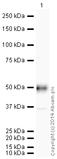 Western blot - HRP Anti-CD14 antibody [EPR3653] (AB195525)
