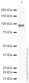 Western blot - HRP Anti-CD166 antibody [EPR2759(2)] (AB196846)