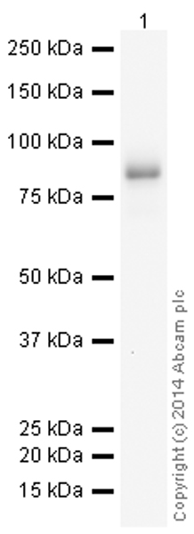 Western blot - HRP Anti-CD19 antibody [EPR5906] (AB195896), expandable thumbnail