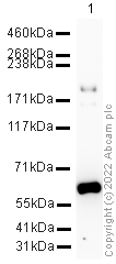 Western blot - HRP Anti-CD206 antibody [EPR6828(B)] (AB195193)