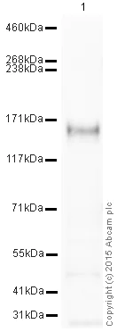Western blot - HRP Anti-CD21 antibody [EP3093] (AB202354)