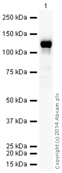 Western blot - HRP Anti-CD41 antibody [EPR4330] (AB194981)