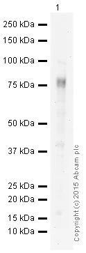 Western blot - HRP Anti-CD44 antibody [EPR1013Y] (AB194989)