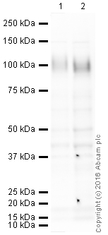 Western blot - HRP Anti-CD68 antibody [FA-11] (AB216526), expandable thumbnail