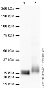 Western blot - HRP Anti-CD90 / Thy1 antibody [MRC OX-7] (AB199219)