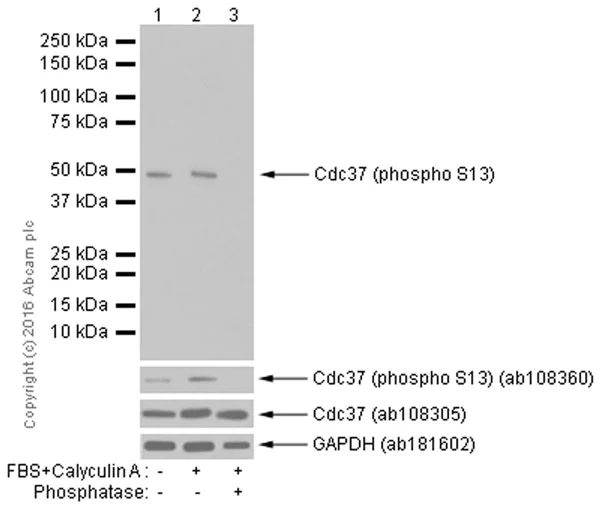 Western blot - HRP Anti-Cdc37 (phospho S13) antibody [EPR4879] (AB202364)