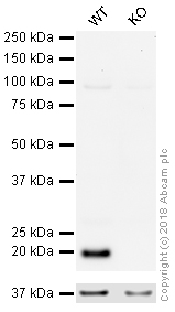 Western blot - HRP Anti-CDC42 antibody [EPR15620] (AB215810), expandable thumbnail
