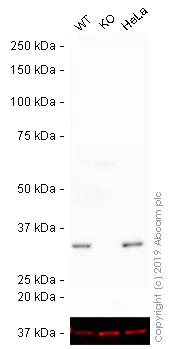 Western blot - HRP Anti-Cdk4 antibody [EPR4513-32-7] (AB193968)
