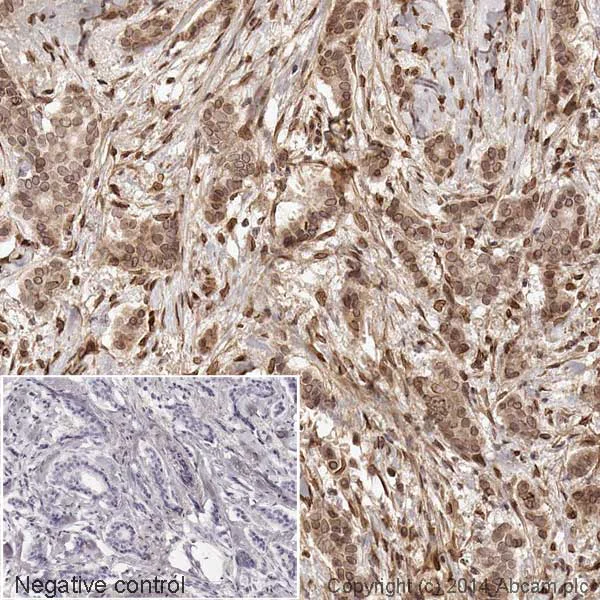 Immunohistochemistry (Formalin/PFA-fixed paraffin-embedded sections) - HRP Anti-Cdk4 antibody [EPR4513-32-7] - Loading Control (AB193968)