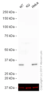 Western blot - HRP Anti-Cdk4 antibody [EPR4513-32-7] - Loading Control (AB193968)