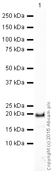 Western blot - HRP Anti-CDKN2A/p19ARF antibody [5-C3] (AB202225), expandable thumbnail