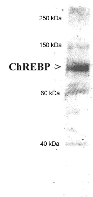 Western blot - HRP Anti-CHREBP antibody (AB81958)