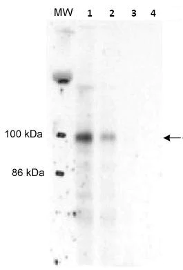 Western blot - HRP Anti-CHREBP antibody (AB81958)