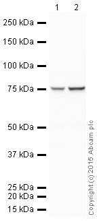 Western blot - HRP Anti-cIAP1 antibody [EPR4673] (AB207526)