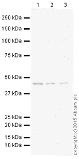 Western blot - HRP Anti-Citrate synthetase antibody [EPR8067] (AB196861)