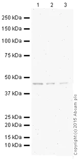Western blot - HRP Anti-Citrate synthetase antibody [EPR8067] (AB196861)