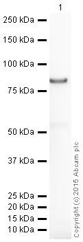 Western blot - HRP Anti-CLCA1 antibody [EPR12254-88] (AB203736)