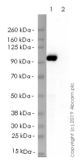 Western blot - HRP Anti-Cleaved PARP1 antibody [Y34] (AB237434)