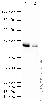 Western blot - HRP Anti-CLPX antibody [EP8772] (AB203694)