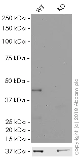 Western blot - HRP Anti-CNPase antibody [11-5B] (AB201678)