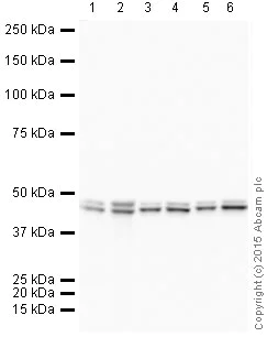 Western blot - HRP Anti-CNPase antibody [11-5B] (AB201678)