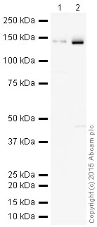 Western blot - HRP Anti-Collagen VI antibody [EPR17072] (AB200596)
