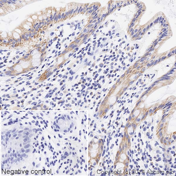 Immunohistochemistry (Formalin/PFA-fixed paraffin-embedded sections) - HRP Anti-COX IV antibody [20E8C12] (AB197920), expandable thumbnail