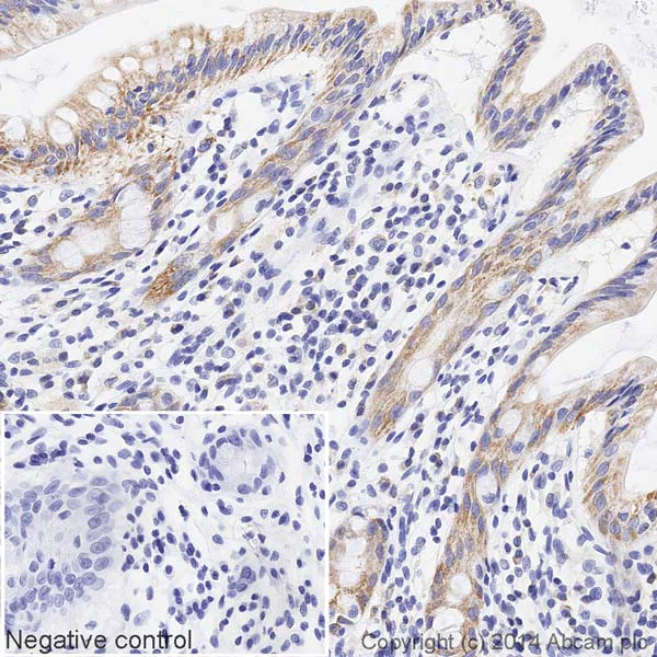 Immunohistochemistry (Formalin/PFA-fixed paraffin-embedded sections) - HRP Anti-COX IV antibody [20E8C12] - Mitochondrial Marker (AB197920)