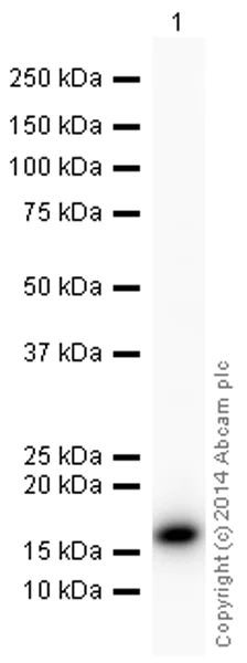 Western blot - HRP Anti-COX IV antibody [20E8C12] - Mitochondrial Marker (AB197920)