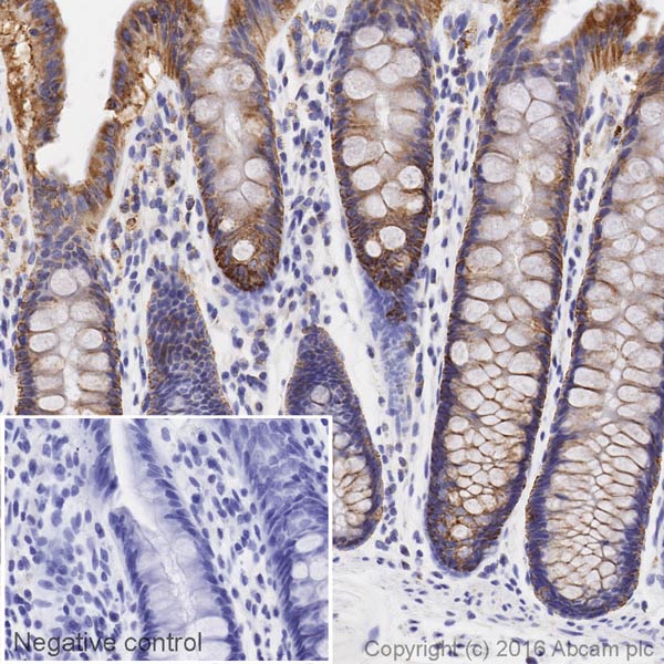 Immunohistochemistry (Formalin/PFA-fixed paraffin-embedded sections) - HRP Anti-COX IV antibody [EPR9442(ABC)] - Mitochondrial Marker (AB209958), expandable thumbnail