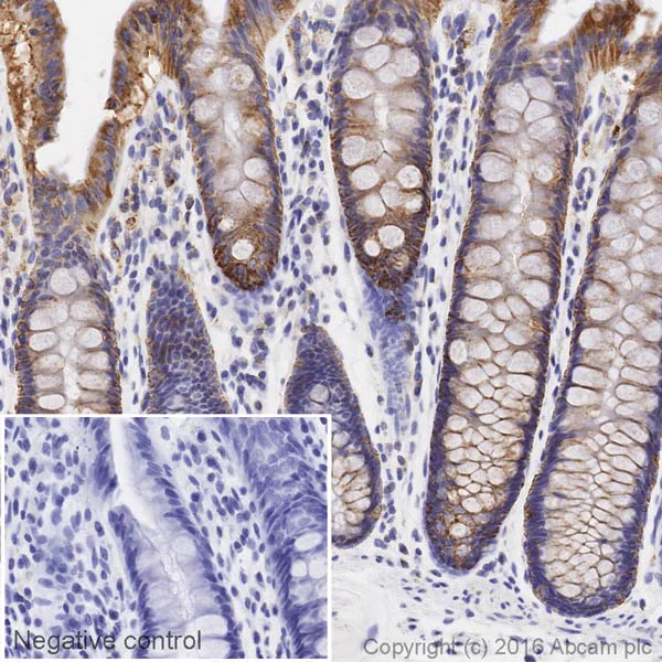 Immunohistochemistry (Formalin/PFA-fixed paraffin-embedded sections) - HRP Anti-COX IV antibody [EPR9442(ABC)] - Mitochondrial Marker (AB209958)