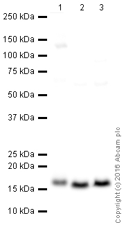 Western blot - HRP Anti-COX IV antibody [EPR9442(ABC)] - Mitochondrial Marker (AB209958), expandable thumbnail