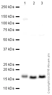 Western blot - HRP Anti-COX IV antibody [EPR9442(ABC)] - Mitochondrial Marker (AB209958)