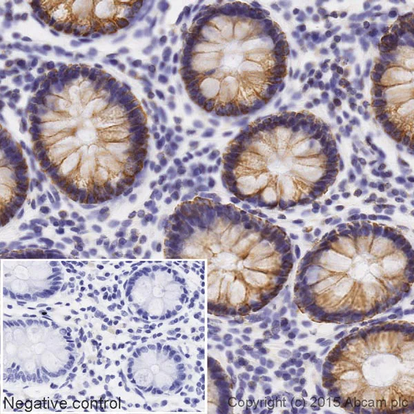 Immunohistochemistry (Formalin/PFA-fixed paraffin-embedded sections) - HRP Anti-COX IV antibody [mAbcam33985] - Mitochondrial Marker (AB62164)