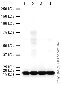 Western blot - HRP Anti-COX IV antibody [mAbcam33985] - Mitochondrial Marker (AB62164)