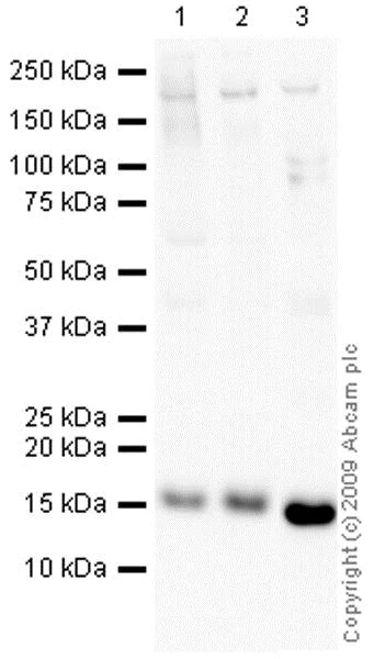 Western blot - HRP Anti-COX IV antibody [mAbcam33985] - Mitochondrial Marker (AB62164)