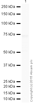 Western blot - HRP Anti-COX1 / Cyclooxygenase 1 antibody [EPR5866] (AB199203)