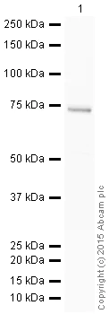 Western blot - HRP Anti-COX1 / Cyclooxygenase 1 antibody [EPR5866] (AB199203)